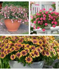 Roots Plants 12 Best Annuals For Potted Plants | Pink And Purple Shades | Jumbo Plug Plants Begonias