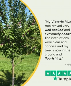 Roots Plants Fruits Victoria Plum Tree