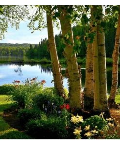 Roots Plants Silver Birch Tree | Betula Pendula Trees & Shrubs 21 Roots Plants Silver Birch Tree | Betula Pendula Trees & Shrubs