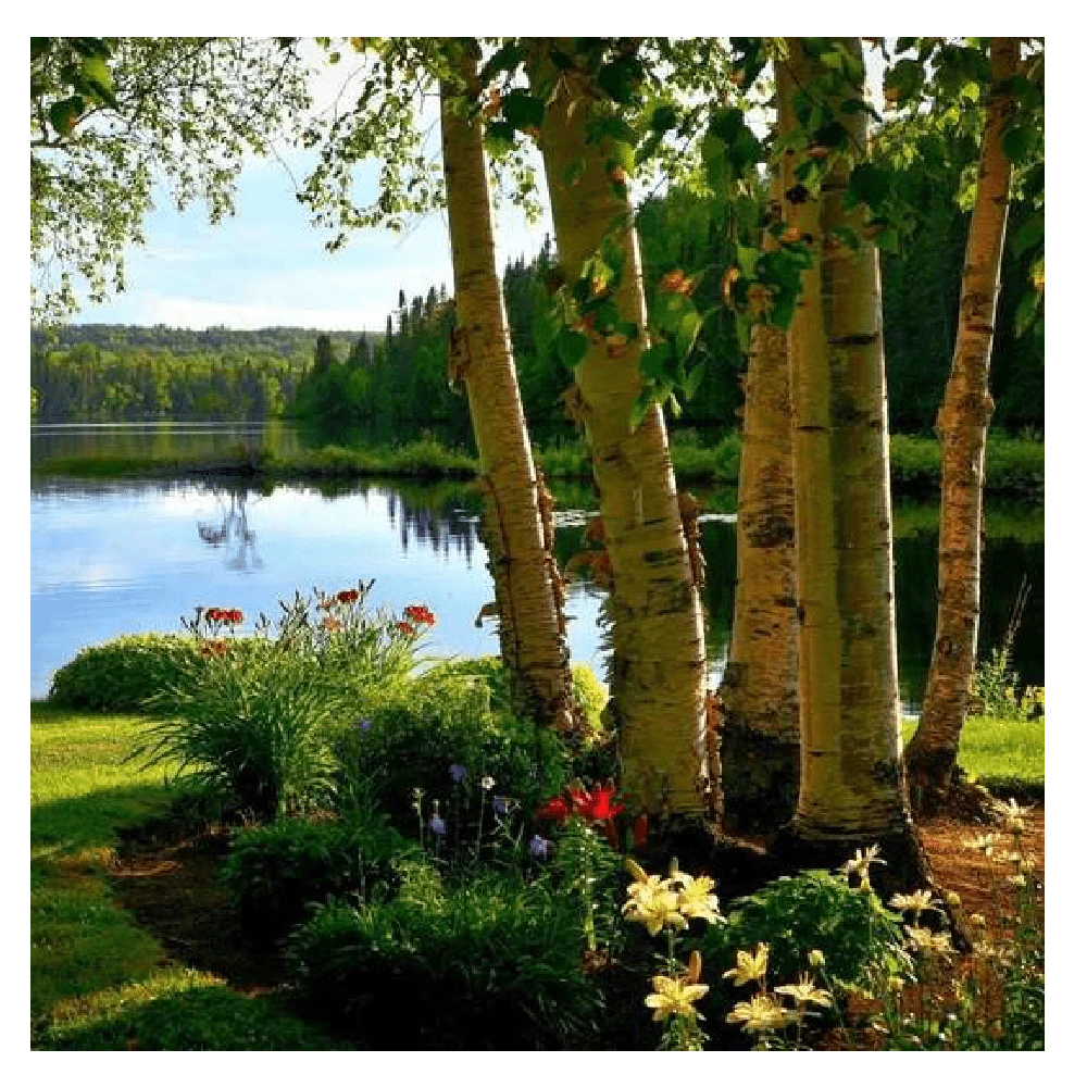 Roots Plants Silver Birch Tree | Betula Pendula Trees & Shrubs 11 Roots Plants Silver Birch Tree | Betula Pendula Trees & Shrubs