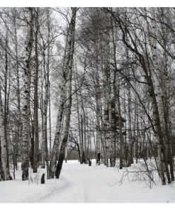 Roots Plants Silver Birch Tree | Betula Pendula Trees & Shrubs 22 Roots Plants Silver Birch Tree | Betula Pendula Trees & Shrubs