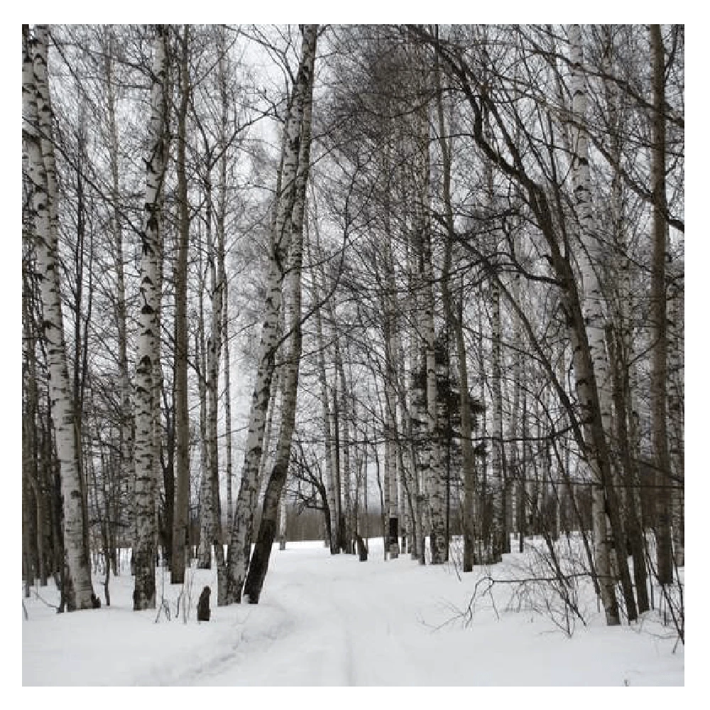 Roots Plants Silver Birch Tree | Betula Pendula Trees & Shrubs 12 Roots Plants Silver Birch Tree | Betula Pendula Trees & Shrubs