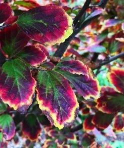 Roots Plants Parrotia 'Persian Spire' | 3L Pot Trees & Shrubs 7 Roots Plants Parrotia 'Persian Spire' | 3L Pot Trees & Shrubs