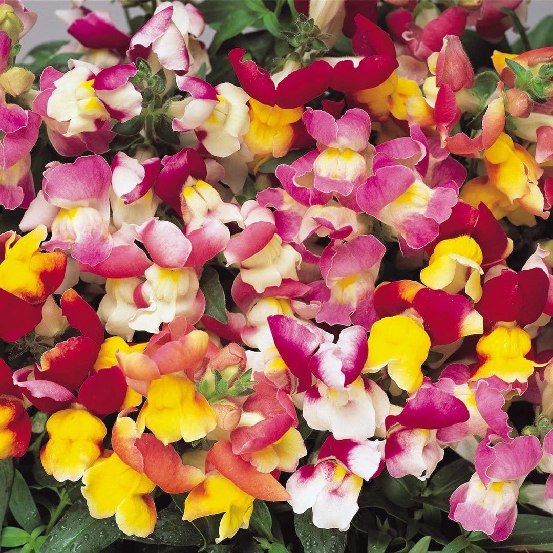 Roots Plants 40 Mixed Antirrhinum Plug Plants | Appeal F1 Series | Snapdragons 5 Roots Plants 40 Mixed Antirrhinum Plug Plants | Appeal F1 Series | Snapdragons