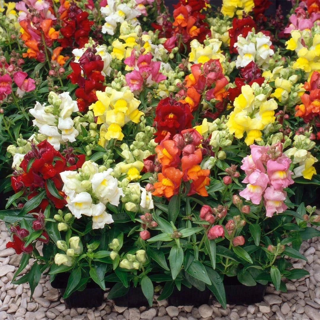 Roots Plants 40 Mixed Antirrhinum Plug Plants | Appeal F1 Series | Snapdragons 3 Roots Plants 40 Mixed Antirrhinum Plug Plants | Appeal F1 Series | Snapdragons