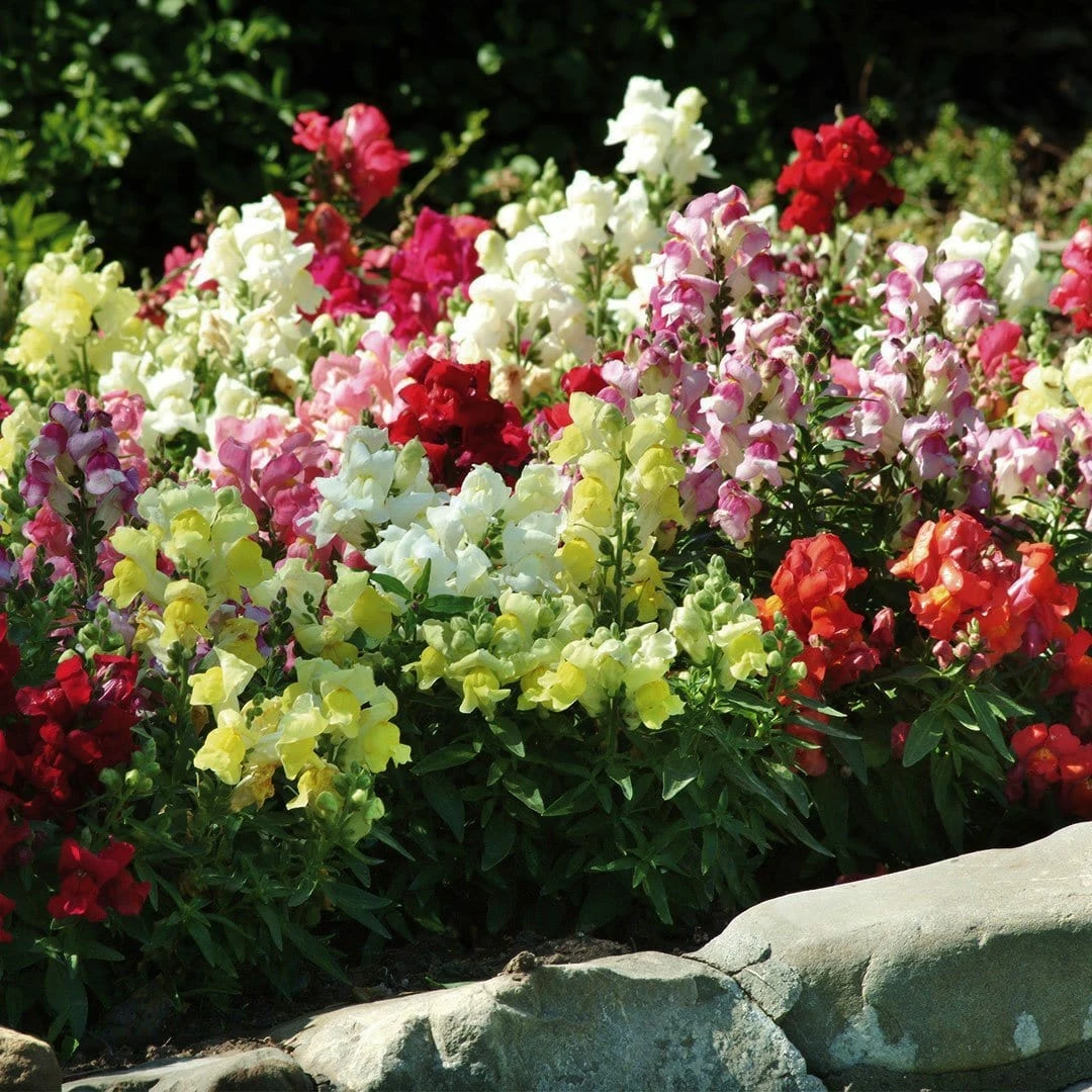 Roots Plants 40 Mixed Antirrhinum Plug Plants | Appeal F1 Series | Snapdragons 6 Roots Plants 40 Mixed Antirrhinum Plug Plants | Appeal F1 Series | Snapdragons