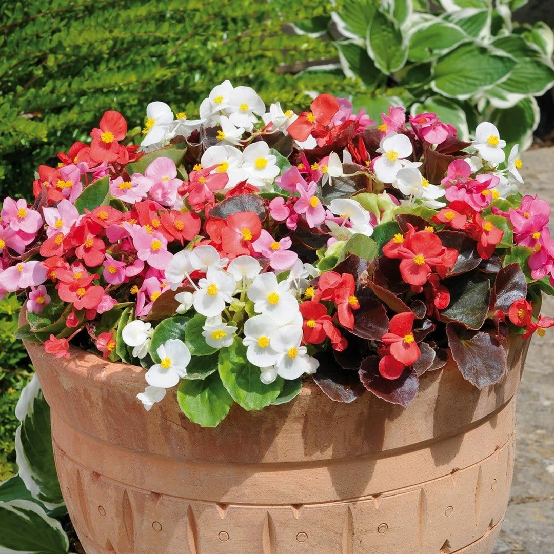 Roots Plants 40 Mixed Begonia 'Devils Delight' Plug Plants 5 Roots Plants 40 Mixed Begonia 'Devils Delight' Plug Plants