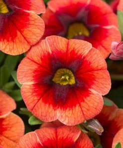 Roots Plants Calibrachoa Can Can 'Orange Punch' Jumbo Plug Plants Calibrachoas