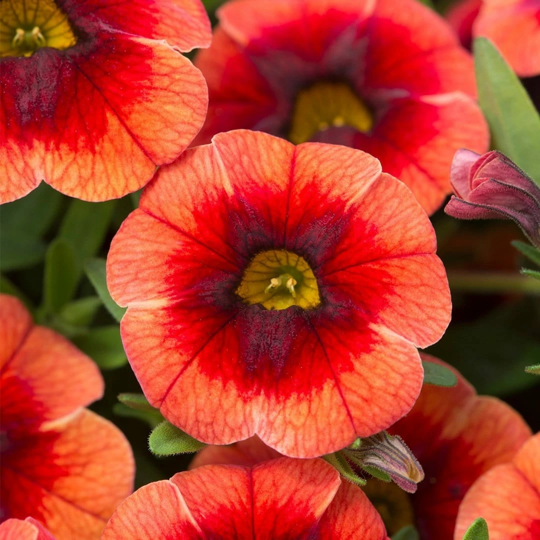 Roots Plants Calibrachoa Can Can 'Orange Punch' Jumbo Plug Plants Calibrachoas 4 Roots Plants Calibrachoa Can Can 'Orange Punch' Jumbo Plug Plants Calibrachoas