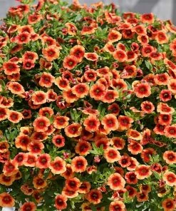 Roots Plants Calibrachoa Can Can 'Orange Punch' Jumbo Plug Plants Calibrachoas 8 Roots Plants Calibrachoa Can Can 'Orange Punch' Jumbo Plug Plants Calibrachoas