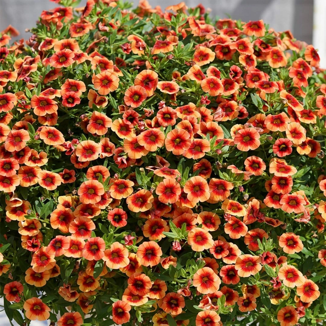 Roots Plants Calibrachoa Can Can 'Orange Punch' Jumbo Plug Plants Calibrachoas 5 Roots Plants Calibrachoa Can Can 'Orange Punch' Jumbo Plug Plants Calibrachoas