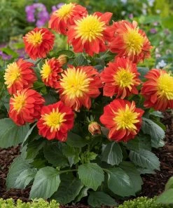 Roots Plants Dahlia Gardenetta 'Fireball' Jumbo Plug Plants Dahlias