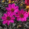 Roots Plants Dahlia Happy Days 'Purple' Jumbo Plug Plants 2 Roots Plants Dahlia Happy Days 'Purple' Jumbo Plug Plants