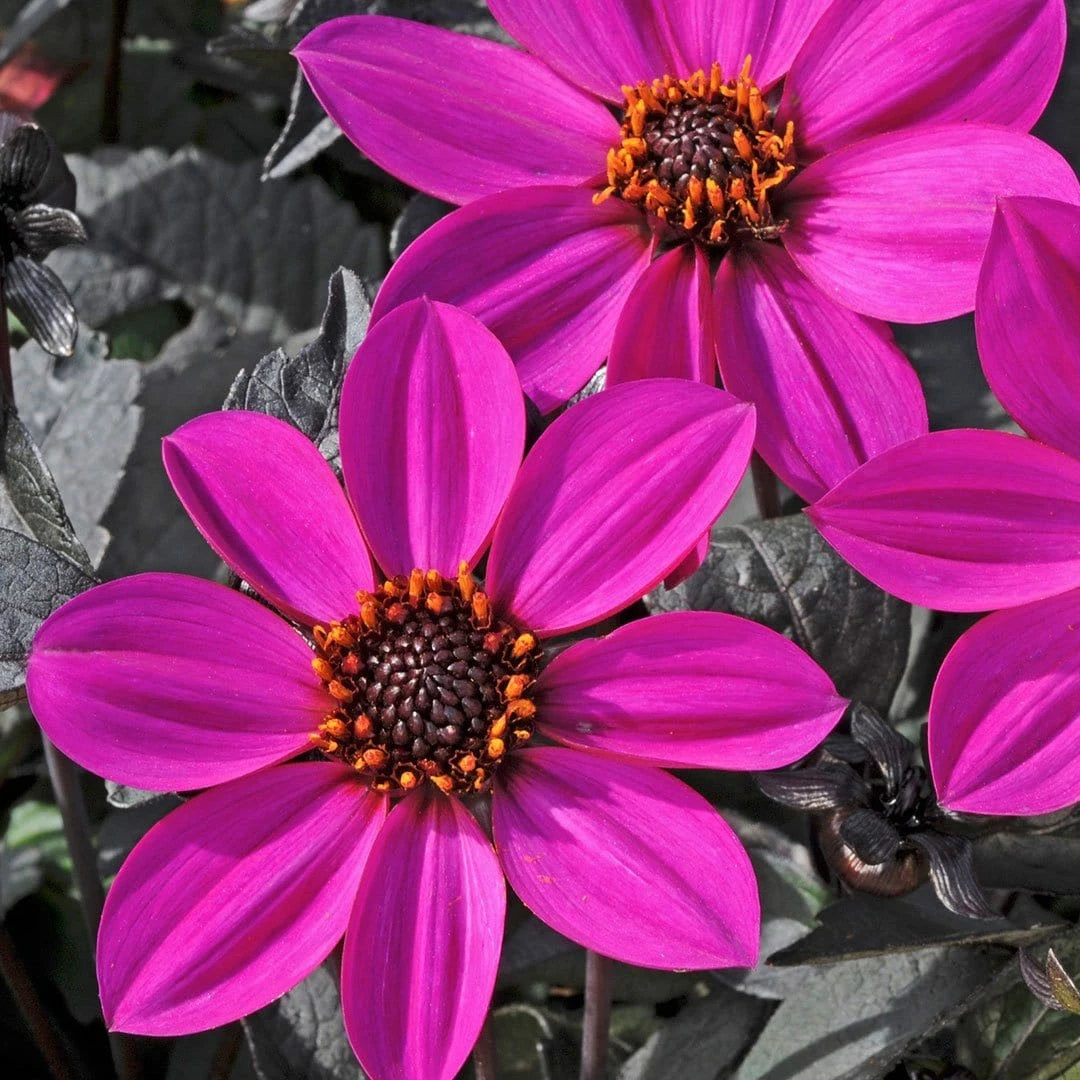 Roots Plants Dahlia Happy Days 'Purple' Jumbo Plug Plants 5 Roots Plants Dahlia Happy Days 'Purple' Jumbo Plug Plants