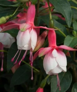 Roots Plants Fuchsias Fuchsia 'Patio Princess' Jumbo Plug Plants