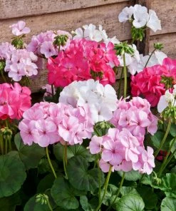 Roots Plants Geraniums & Pelargoniums 40 Geranium Palladium 'Candy Floss' Collection Plug Plants