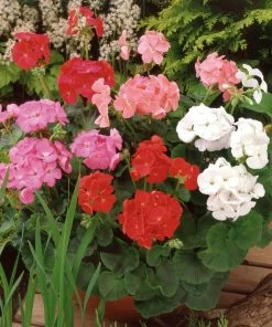 Roots Plants 120 Best Annuals For Flower Beds Collection | Sunny Shades | Plug Plants