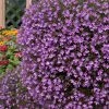 Roots Plants Lobelia Waterfall 'Lavender' Jumbo Plug Plants All Annual Bedding