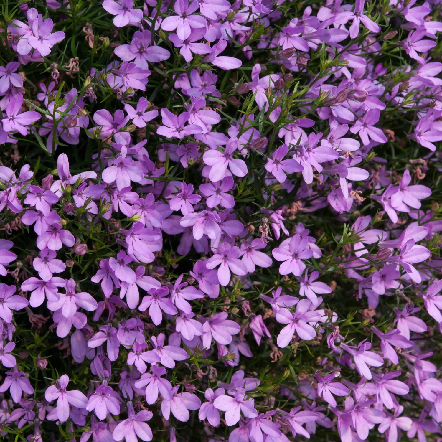 Roots Plants Lobelia Waterfall 'Lavender' Jumbo Plug Plants All Annual Bedding 6 Roots Plants Lobelia Waterfall 'Lavender' Jumbo Plug Plants All Annual Bedding