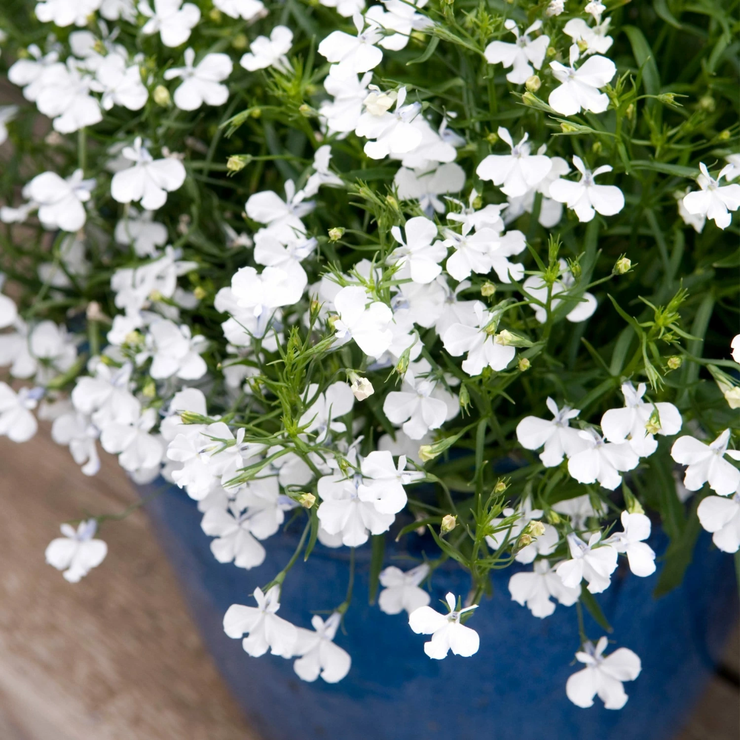 Roots Plants All Annual Bedding Lobelia Waterfall 'White Sparkle' Jumbo Plug Plants 3 Roots Plants All Annual Bedding Lobelia Waterfall 'White Sparkle' Jumbo Plug Plants