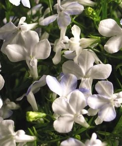Roots Plants All Annual Bedding Lobelia Waterfall 'White Sparkle' Jumbo Plug Plants 8 Roots Plants All Annual Bedding Lobelia Waterfall 'White Sparkle' Jumbo Plug Plants