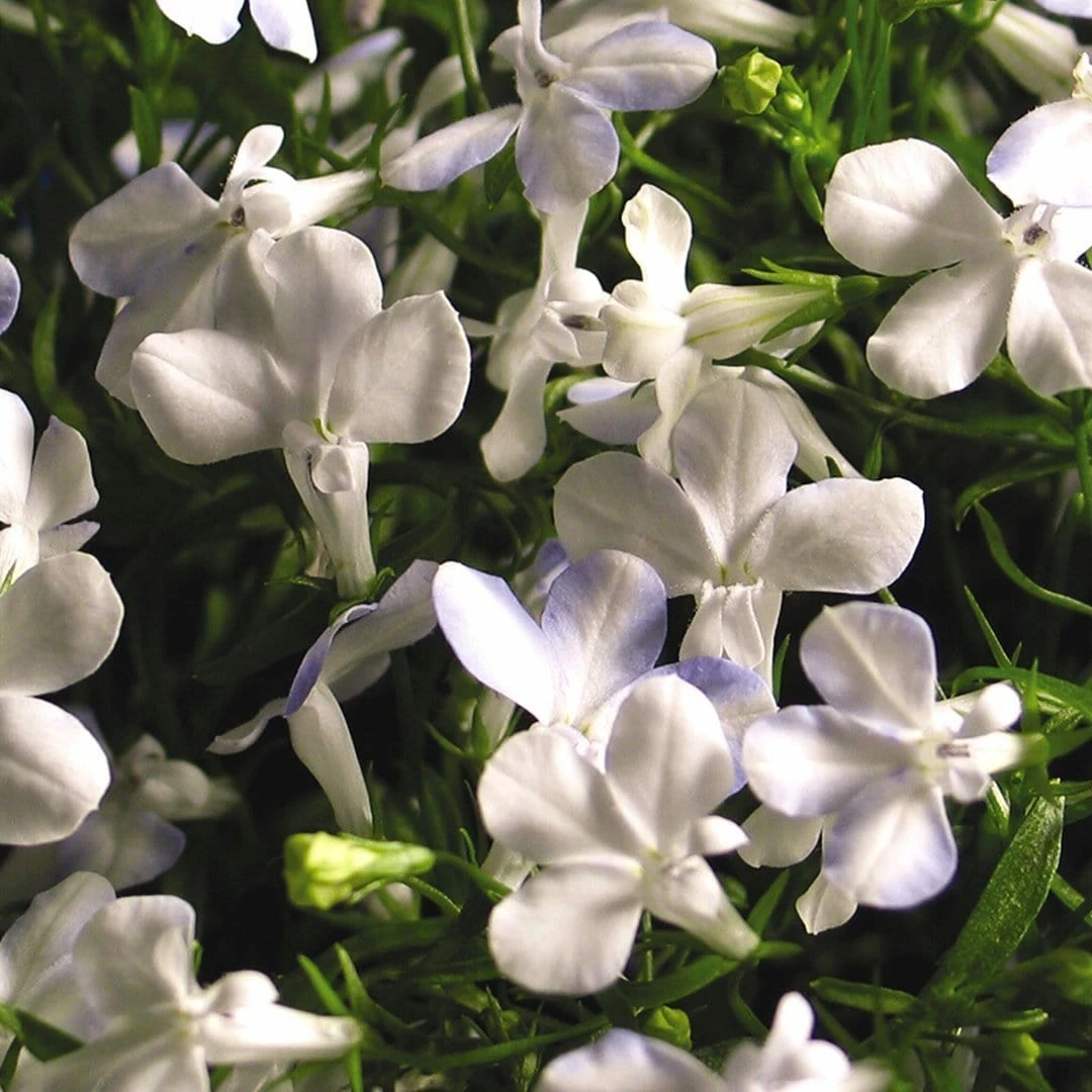 Roots Plants All Annual Bedding Lobelia Waterfall 'White Sparkle' Jumbo Plug Plants 5 Roots Plants All Annual Bedding Lobelia Waterfall 'White Sparkle' Jumbo Plug Plants