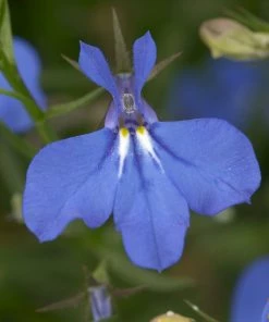 Roots Plants Lobelia Waterfall 'Blue Improved' Jumbo Plug Plants