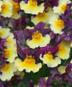 Roots Plants Nemesia Aroma Rhubarb & Custard Jumbo Plug Plants