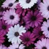 Roots Plants Mixed Osteospermum 'Berries & Cream' Jumbo Plug Plants | Akila F1 Series 2 Roots Plants Mixed Osteospermum 'Berries & Cream' Jumbo Plug Plants | Akila F1 Series
