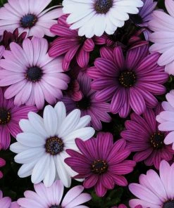 Roots Plants Mixed Osteospermum'Berries & Cream' Jumbo Plug Plants | Akila F1 Series