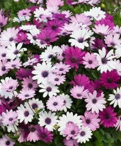 Roots Plants Mixed Osteospermum 'Berries & Cream' Jumbo Plug Plants | Akila F1 Series 7 Roots Plants Mixed Osteospermum 'Berries & Cream' Jumbo Plug Plants | Akila F1 Series