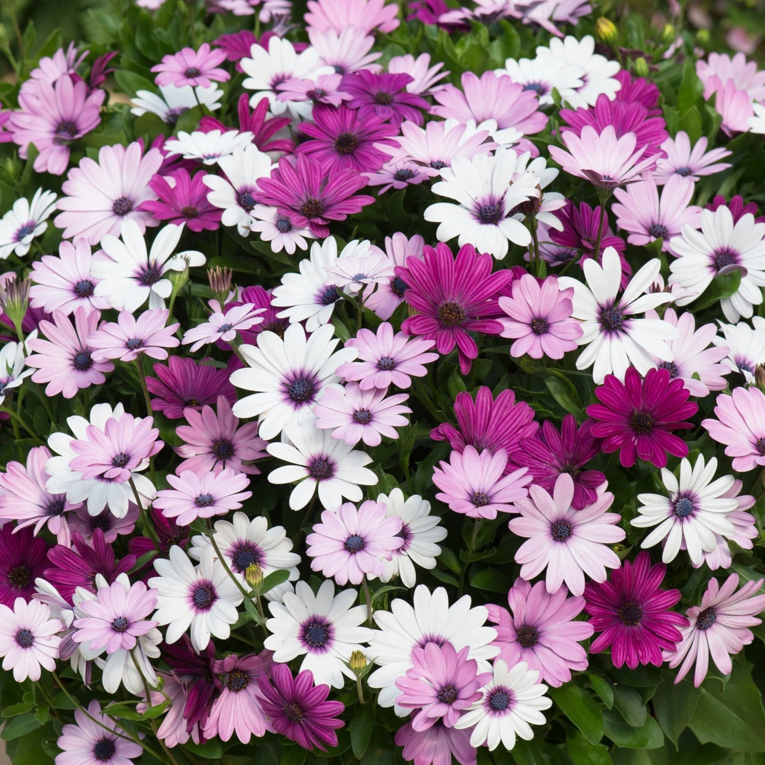 Roots Plants Mixed Osteospermum 'Berries & Cream' Jumbo Plug Plants | Akila F1 Series 4 Roots Plants Mixed Osteospermum 'Berries & Cream' Jumbo Plug Plants | Akila F1 Series