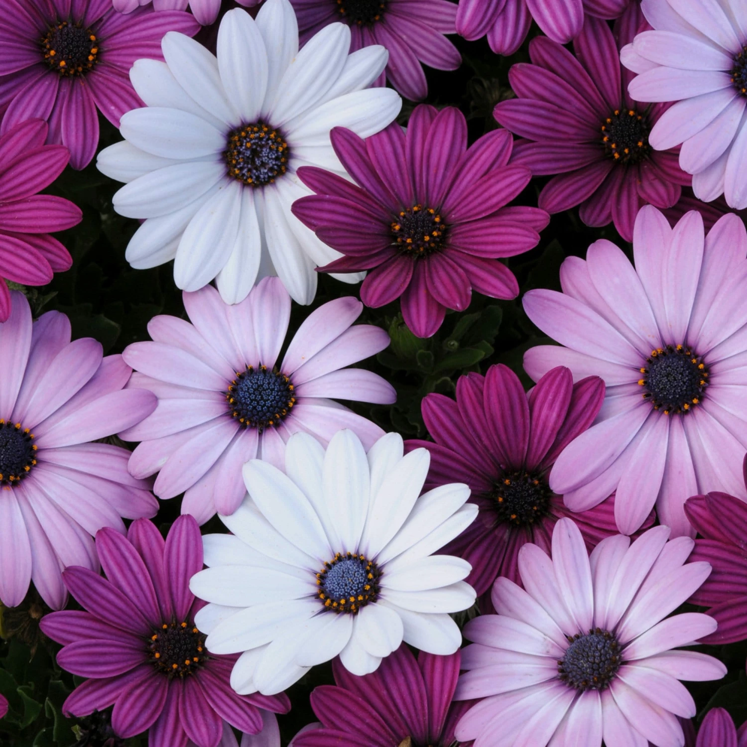 Roots Plants Mixed Osteospermum 'Berries & Cream' Jumbo Plug Plants | Akila F1 Series 5 Roots Plants Mixed Osteospermum 'Berries & Cream' Jumbo Plug Plants | Akila F1 Series