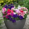 Roots Plants 40 Mixed Petunia 'Pirouette' Plug Plants Petunias 1 Roots Plants 40 Mixed Petunia 'Pirouette' Plug Plants Petunias