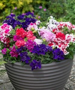 Roots Plants 40 Mixed Petunia 'Pirouette' Plug Plants Petunias