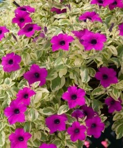 Roots Plants Petunias Petunia Surfinia 'Purple Variegated' Jumbo Plug Plants