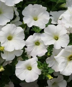 Roots Plants Petunias Petunia Surfinia Snow | Jumbo Plug Plants