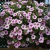 Roots Plants Petunia Surfinia 'Sweet Pink' Jumbo Plug Plants Petunias 2 Roots Plants Petunia Surfinia 'Sweet Pink' Jumbo Plug Plants Petunias