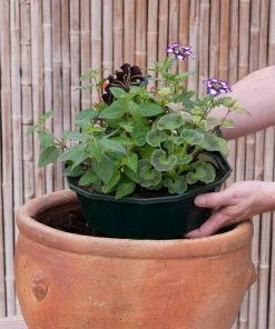 Roots Plants Effortless Chic' | Instant Designer Hanging Basket 10 Roots Plants Effortless Chic' | Instant Designer Hanging Basket