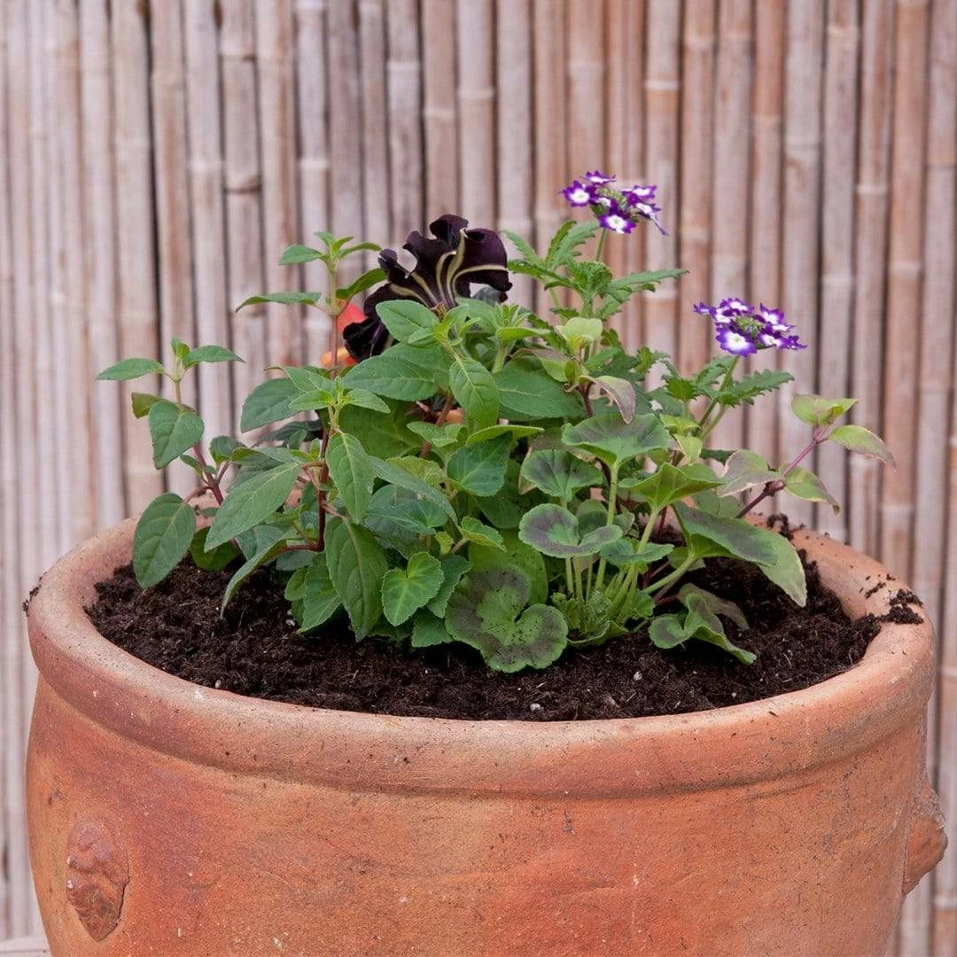 Roots Plants Effortless Chic' | Instant Designer Hanging Basket 7 Roots Plants Effortless Chic' | Instant Designer Hanging Basket