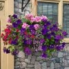 Roots Plants All Annual Bedding Sophistication' | Instant Designer Hanging Basket 1 Roots Plants All Annual Bedding Sophistication' | Instant Designer Hanging Basket