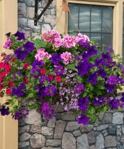 Roots Plants All Annual Bedding Sophistication' | Instant Designer Hanging Basket