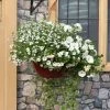 Roots Plants Effortless Chic' | Instant Designer Hanging Basket