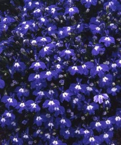Roots Plants 40 Trailing Lobelia 'Sapphire' Plug Plants All Annual Bedding