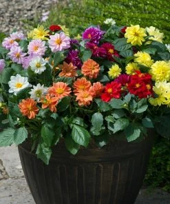 Roots Plants 40 Mixed Dahlia 'Figaro' Plug Plants Dahlias