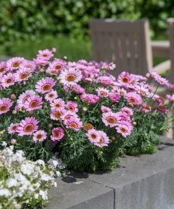 Roots Plants Argyranthemum Grandaisy 'Pink Halo' Jumbo Plug Plants All Annual Bedding 12 Roots Plants Argyranthemum Grandaisy 'Pink Halo' Jumbo Plug Plants All Annual Bedding