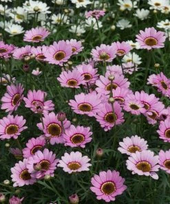Roots Plants Argyranthemum Grandaisy 'Pink Halo' Jumbo Plug Plants All Annual Bedding 11 Roots Plants Argyranthemum Grandaisy 'Pink Halo' Jumbo Plug Plants All Annual Bedding