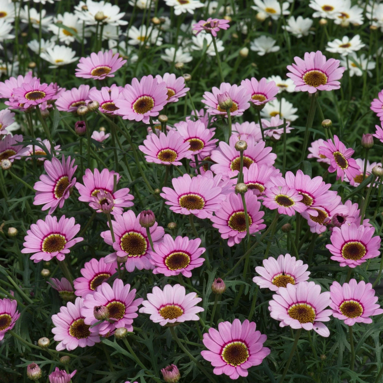 Roots Plants Argyranthemum Grandaisy 'Pink Halo' Jumbo Plug Plants All Annual Bedding 6 Roots Plants Argyranthemum Grandaisy 'Pink Halo' Jumbo Plug Plants All Annual Bedding