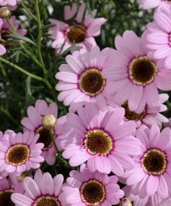 Roots Plants Argyranthemum Grandaisy 'Pink Halo' Jumbo Plug Plants All Annual Bedding 10 Roots Plants Argyranthemum Grandaisy 'Pink Halo' Jumbo Plug Plants All Annual Bedding