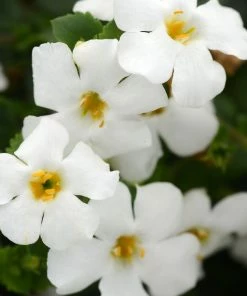 Roots Plants 12 Annuals For Hanging Baskets | The Blissful Shade Collection | Begonia, Bacopa & Fuchsia 11 Roots Plants 12 Annuals For Hanging Baskets | The Blissful Shade Collection | Begonia, Bacopa & Fuchsia